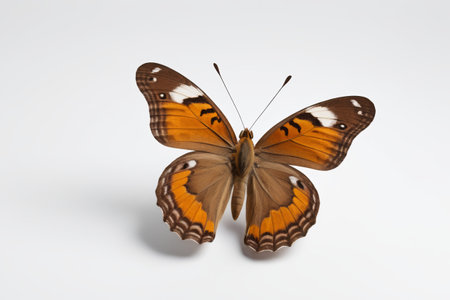 there is a butterfly that is sitting on a white surfaceの素材
