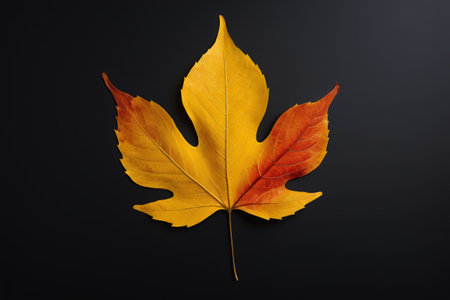 arafed leaf on a black surface with a dark backgroundの素材