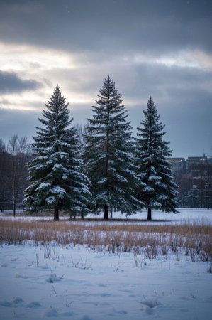 Tall pine trees covered in snowの素材