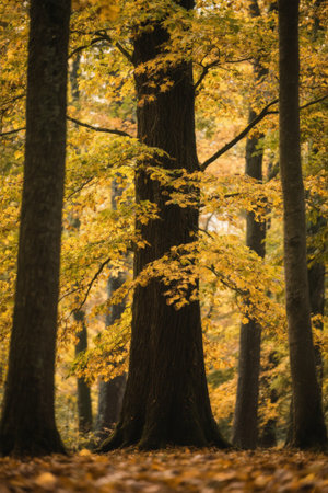 Autumn forest tree sceneryの素材