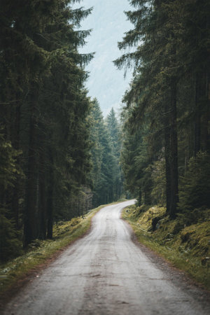 Winding forest paths and natural sceneryの素材