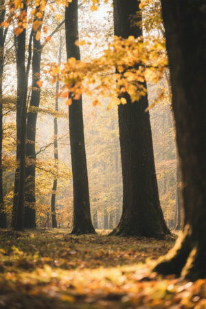 The forest is dappled with sunshine in autumnの素材