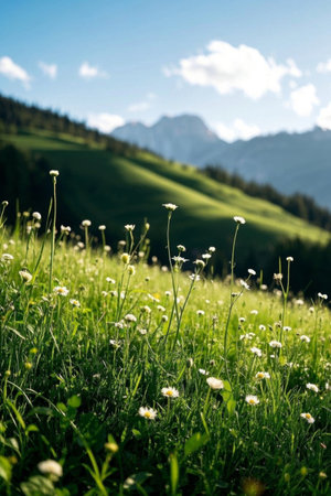 The blooming flowers and plants in the mountainsの素材