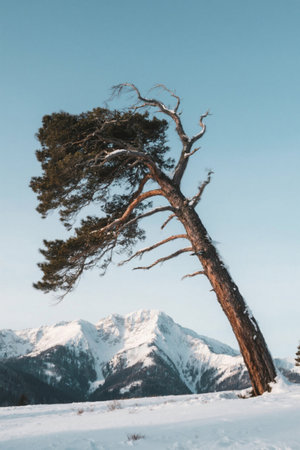 Snow-capped pine trees slope in front of the snow-capped mountainsの素材