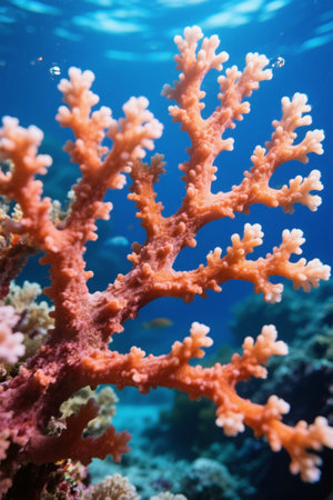 Close-up of underwater coralsの素材