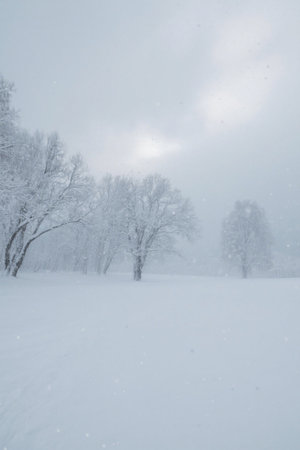 Snow woods snow natural landscapeの素材