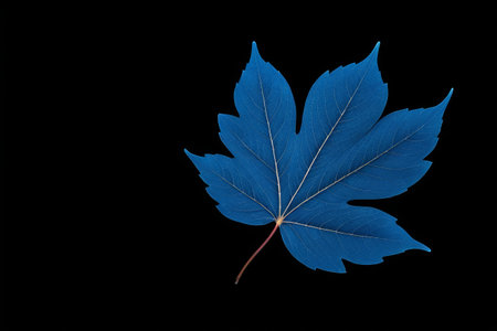 Close-up material of blue maple leafの素材