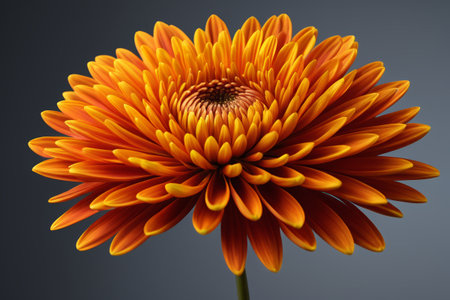 Close-up of Orange Dahliaの素材