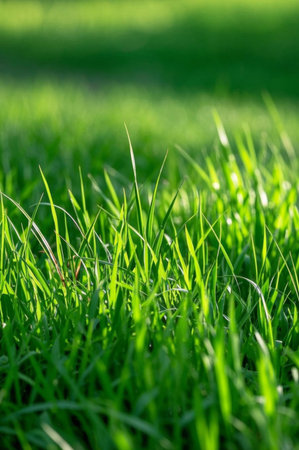 Young green grass in the outdoor sunの素材
