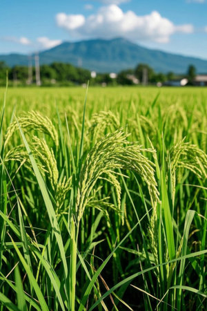Outdoor rice fields natural sceneryの素材