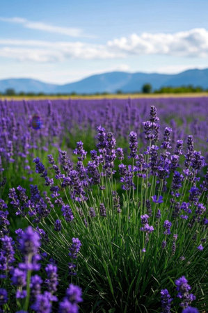 Purple lavender flower fields natural sceneryの素材
