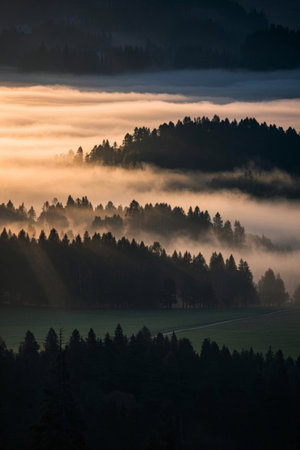 Forest morning mist sunrise landscapeの素材