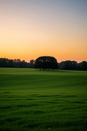 Green grass and tree landscape at duskの素材