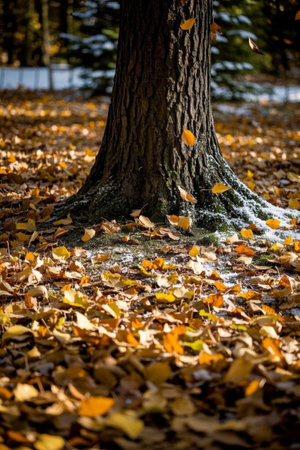 Fall foliage under trees covers the groundの素材