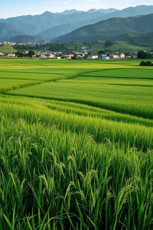 Pastoral rural rice fields natural sceneryの素材
