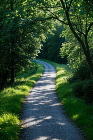 Winding outdoor paths through the forestの素材