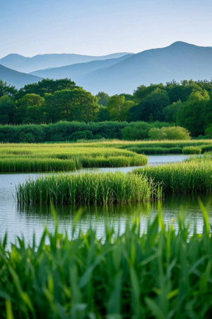 Green wetland scenery in the mountains and riversの素材