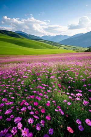 A sea of purple flowers blooming on the grasslandの素材