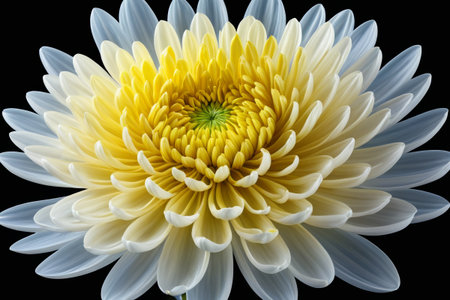 Close up of yellow and white flowersの素材