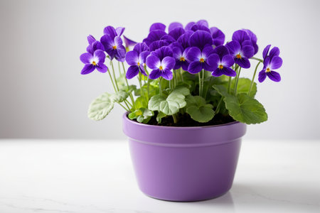 Purple pansies in purple potsの素材