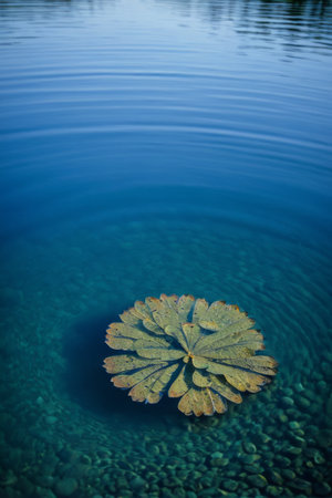 Plant leaves floating in the waterの素材