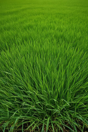 Green rice field sceneryの素材