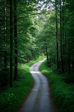 Winding forest paths and natural sceneryの素材