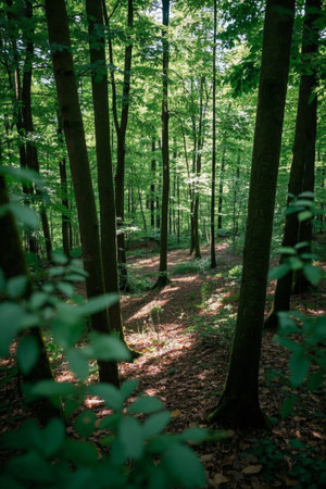 Dense forest scene under sunlightの素材