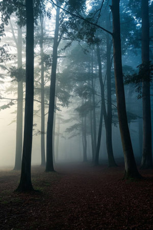 Forest tree landscape in fogの素材