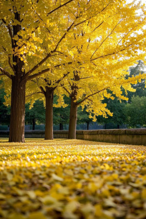 Outdoor autumn golden ginkgo tree landscapeの素材