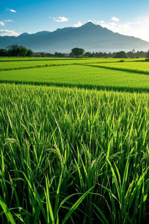 Green rice fields and distant mountain natural landscapesの素材