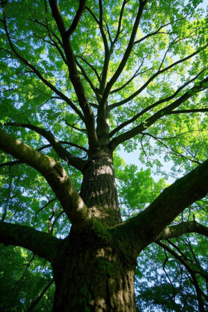 Lush trees from an upward perspectiveの素材