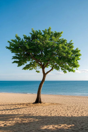 A single green tree on the beachの素材