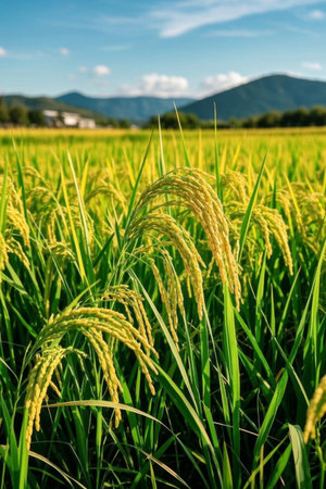 Mature rice fields and distant mountain sceneryの素材