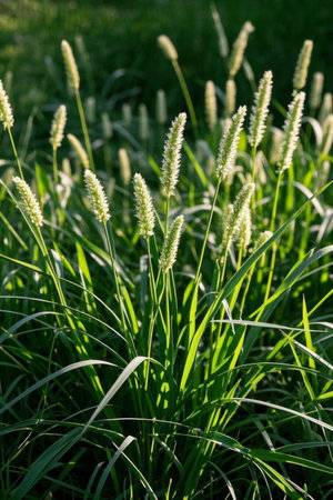 Green foxtail grass growing in the sunの素材