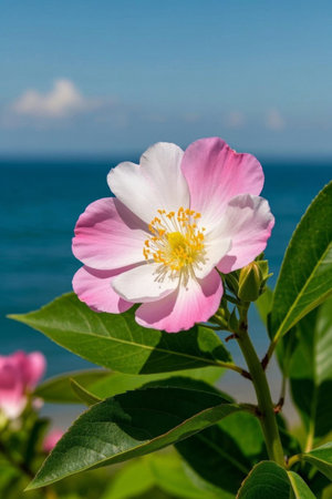 Close-up of pink flowers blooming by the seaの素材