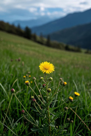 Yellow wildflowers blooming on the grasslandの素材