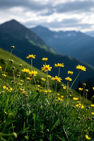 Yellow wildflower natural scenery in the mountainsの素材