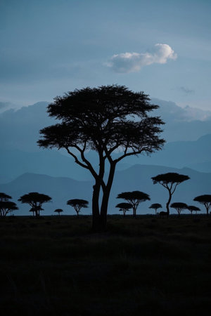 African grassland trees and distant mountain sceneryの素材