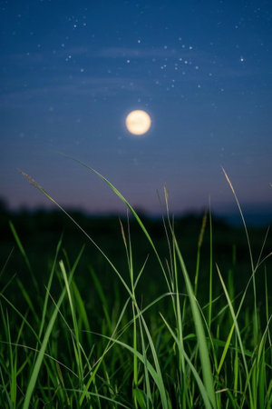 Grassland and starry sky under the moonlit nightの素材
