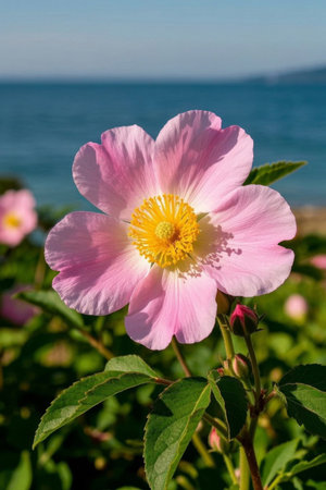 Pink flowers blooming by the seaの素材