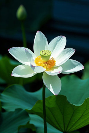 Close-up of blooming white lotus flowersの素材
