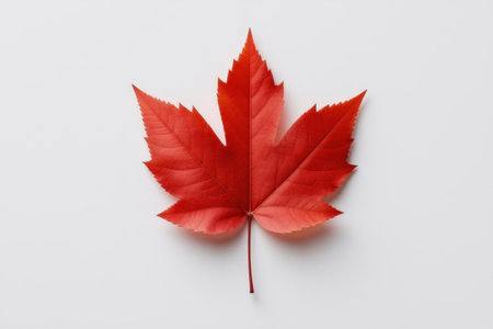 Close-up of red maple leavesの素材