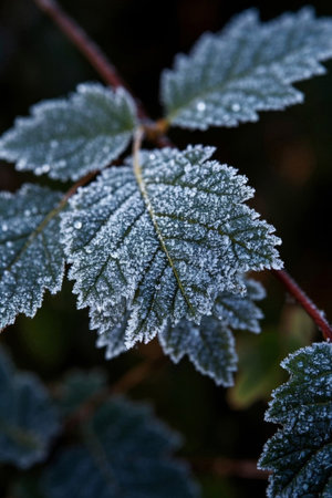 Close-up of frosted plant leavesの素材
