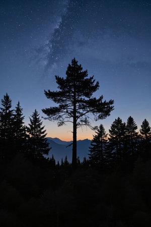 Erect pine trees under the forest night skyの素材