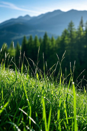 Mountain meadows and forest natural sceneryの素材