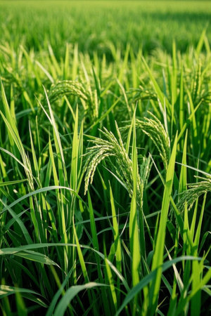 Close-up of green rice fields and rice earsの素材