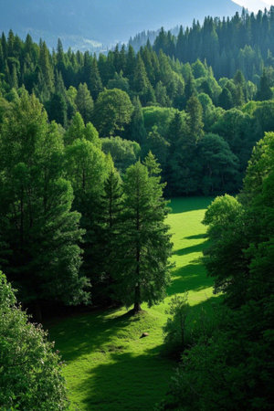 Panoramic view of natural scenery in green forestの素材