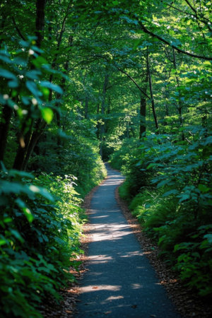 Quiet trails in the forestの素材