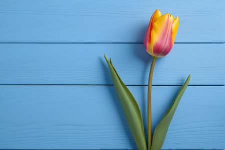 Single tulip on blue backgroundの素材